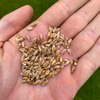 Weizengras-Microgreens-Samen
