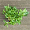 Ackerbohnen-Microgreens
