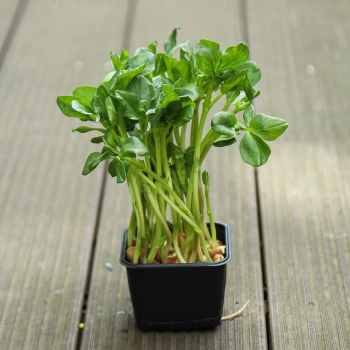 Ackerbohnen-Microgreens im Topf