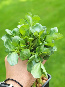 Ackerbohnen-Microgreens