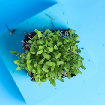 Rosa Tagetes Microgreens von oben