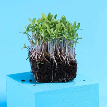 Rosa Tagetes Microgreens mit Wurzeln