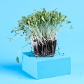Bockshornklee Microgreens mit Wurzeln