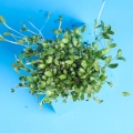 Bockshornklee Microgreens Blätter