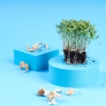 Bockshornklee Microgreens