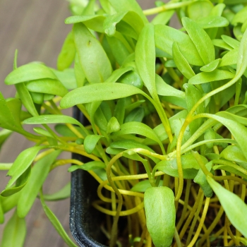 Gelbe Bete Microgreens