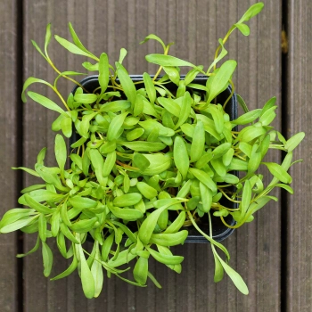 Gelbe Bete Microgreens von oben