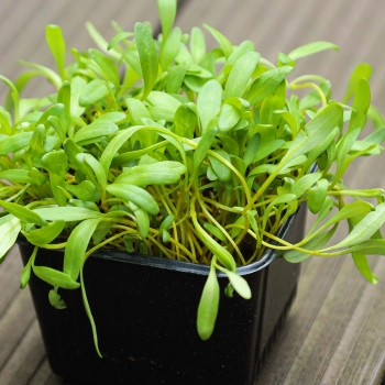 Gelbe Bete Microgreens im Topf