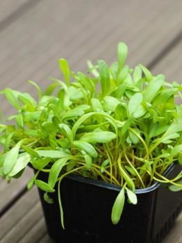 Gelbe Bete Microgreens