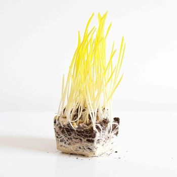 Popcorn Microgreens