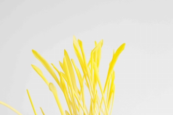 Mais Microgreens