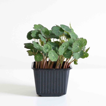 Kapuzinerkresse Empress Of India Microgreens.jpg