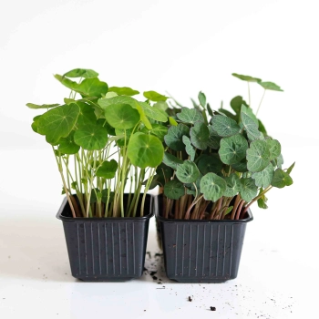 Kapuzinerkresse Empress Of India Microgreens und Tom Thumb Vergleich.jpg