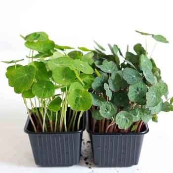 Kapuzinerkresse Empress Of India Microgreens und Tom Thumb Vergleich.jpg