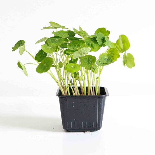 Kapuzinerkresse Tom Thumb Microgreens-5568.jpg