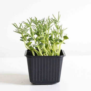 Lupinen Microgreens