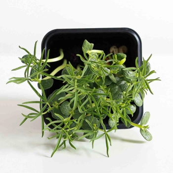 Lupinen Microgreens