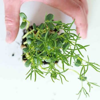 Lupinen Microgreens zoom