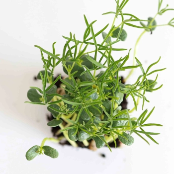 Lupinen Microgreens