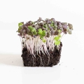Basilikum Red Opal Microgreens mit Wurzeln