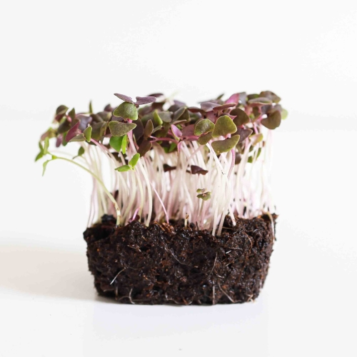 Basilikum Red Opal Microgreen
