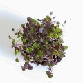 Basilikum Red Opal Microgreens Blätter