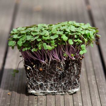Grünkohl-Microgreens mit Wurzeln