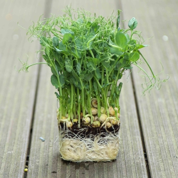 Jumbo-Erbse-Microgreens mit Wurzeln