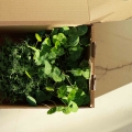 Transportbox mit Microgreens