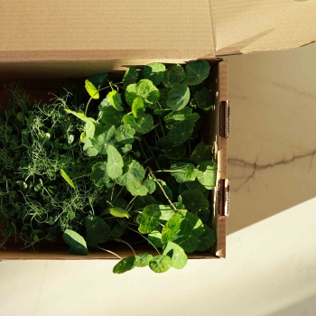 Transportbox mit Microgreens