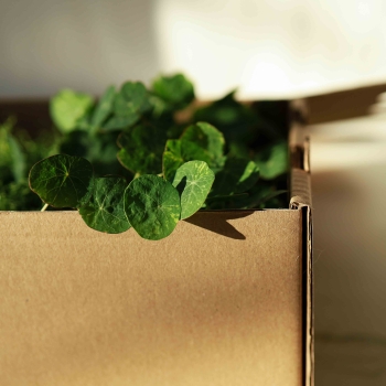 Transportbox für Microgreens