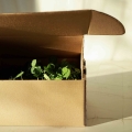 Microgreens in einer Transportbox