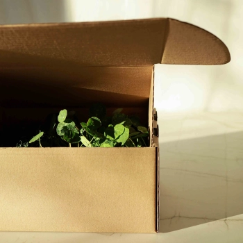 Microgreens in einer Transportbox