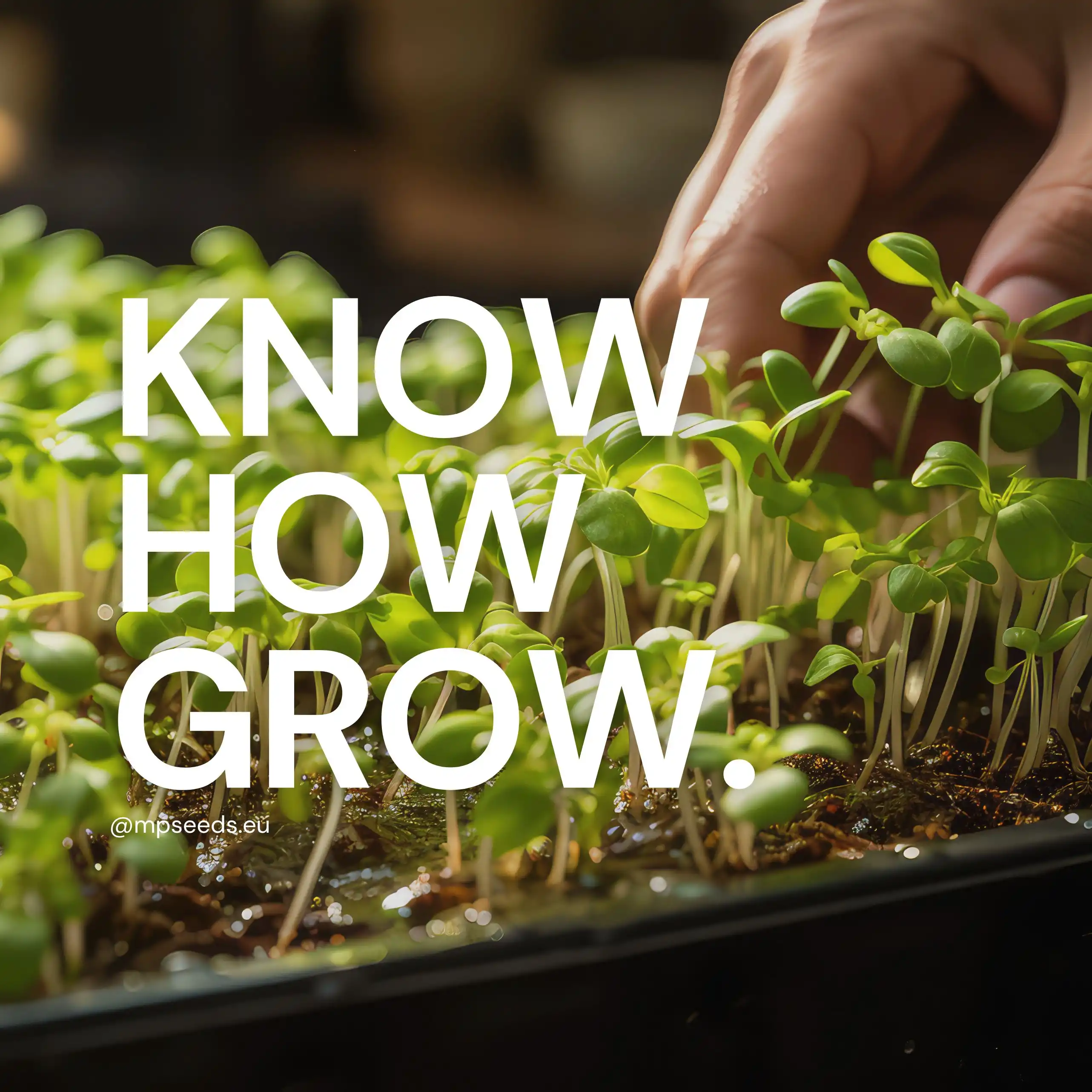 Guía práctica para sembrar microgreens a la densidad correcta