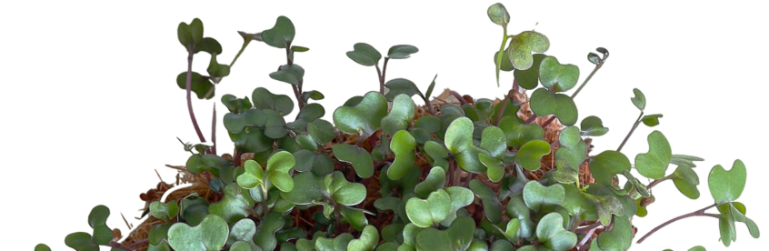 microgreens