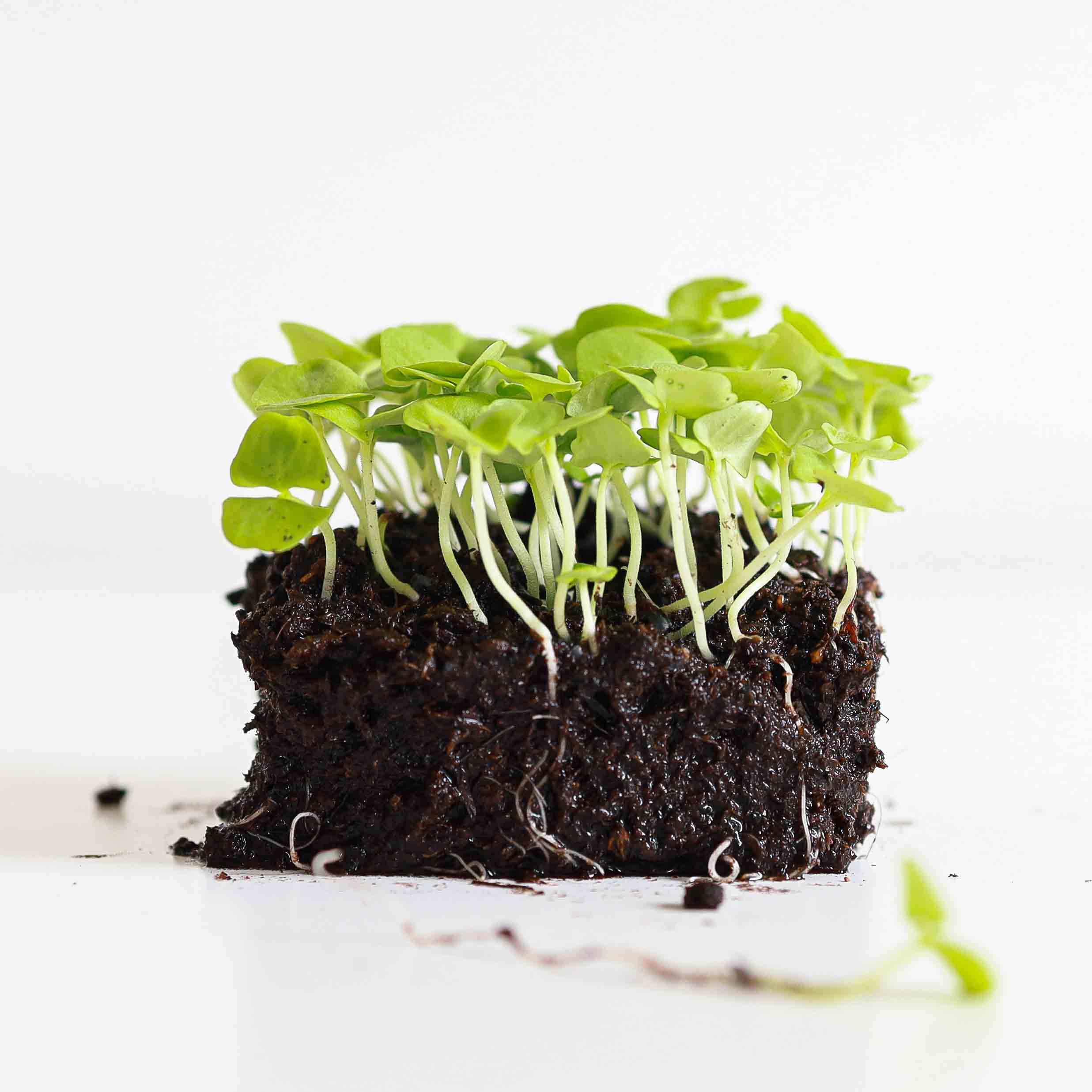 Italienisches Basilikum Microgreens Saatgut