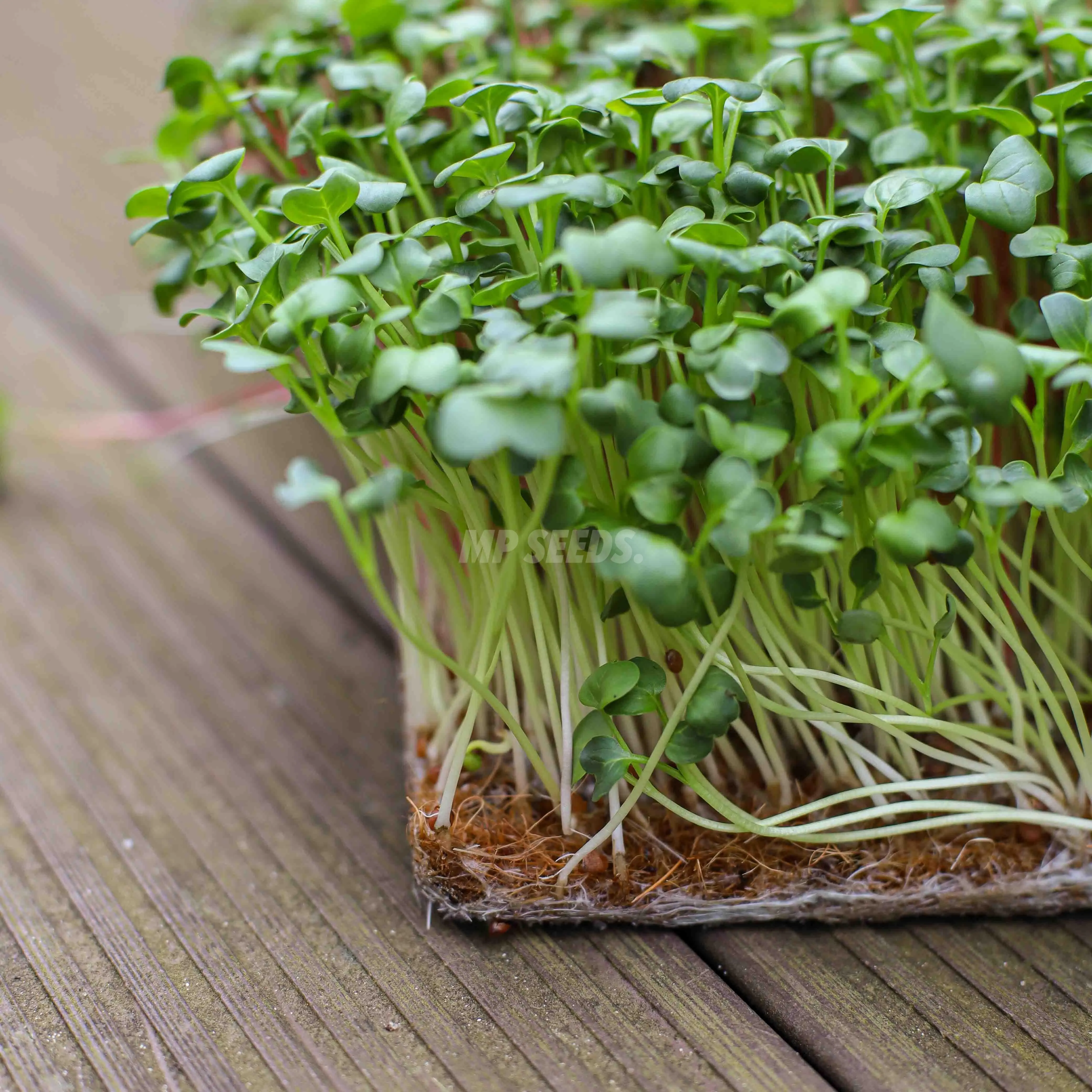 Kokosmatte für den Microgreens-Anbau