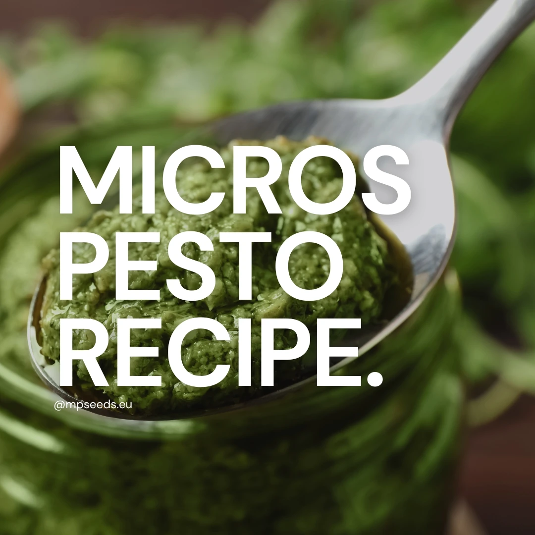 Post-Cover Rezept für Radieschen Microgreens Pesto