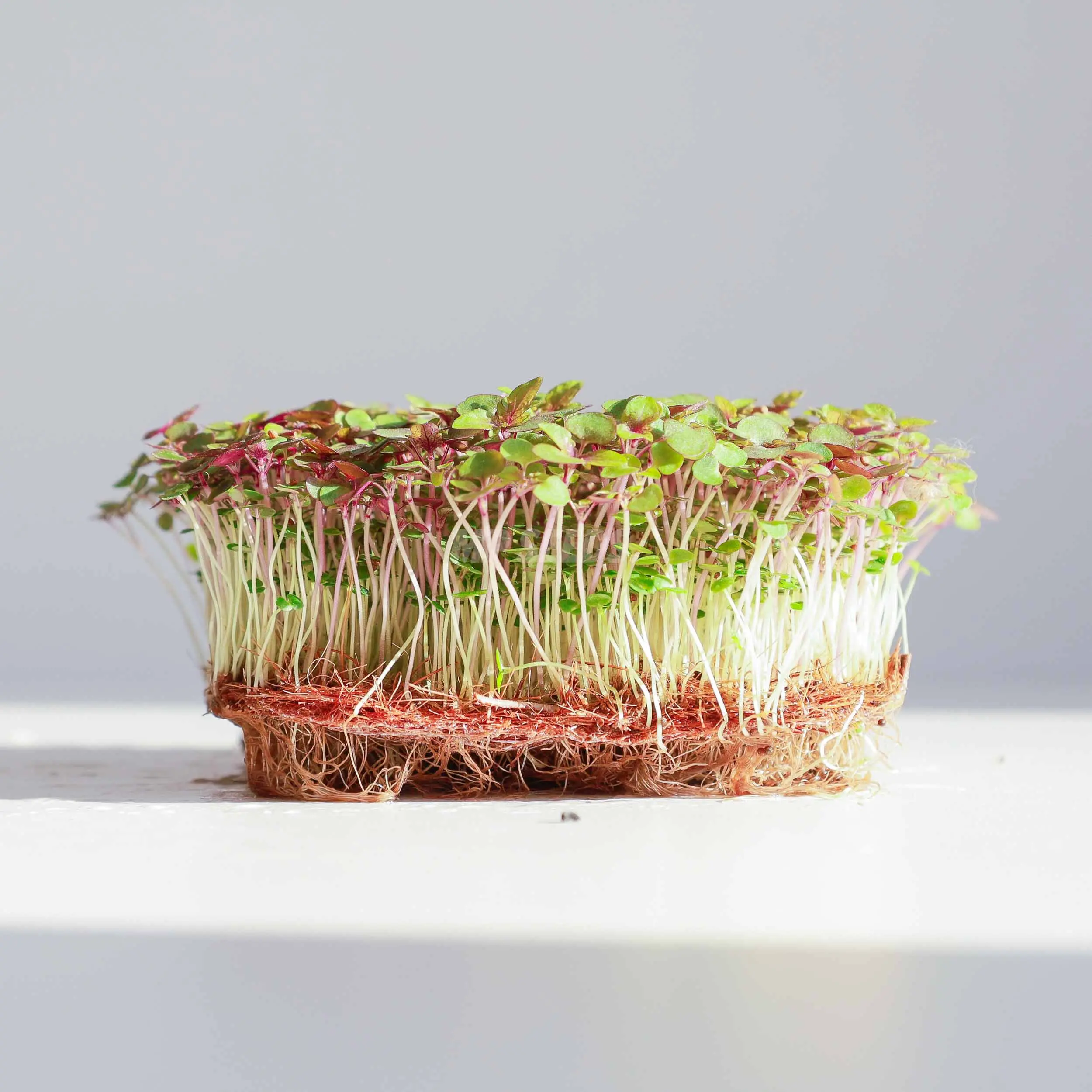 Shiso-/Perillablätter