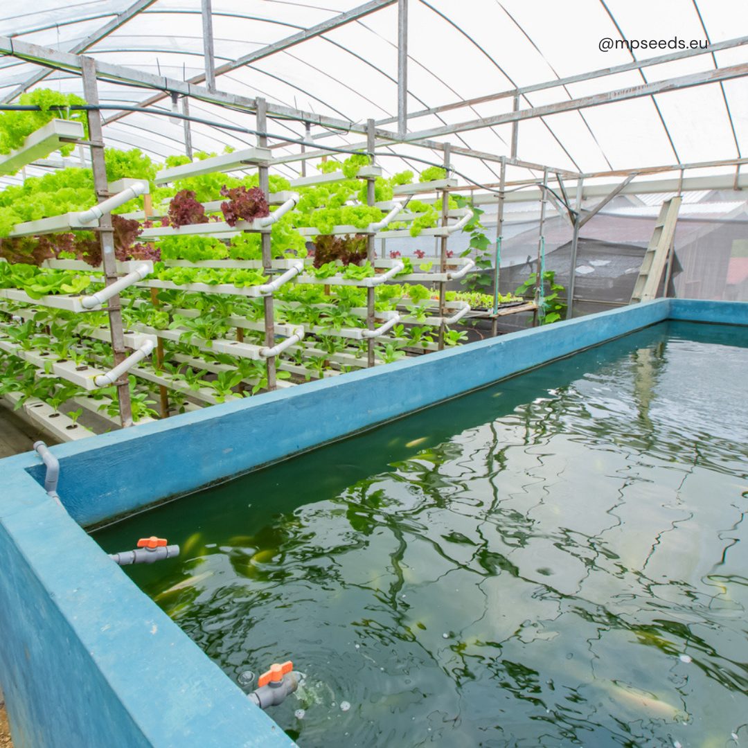 aquaponics microgreens.jpg