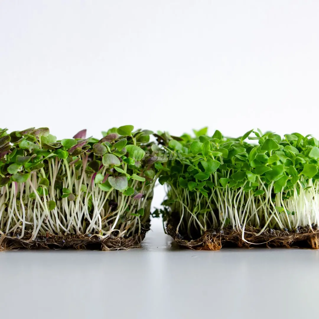 Basilikum-Microgreens: Sorten im Vergleich