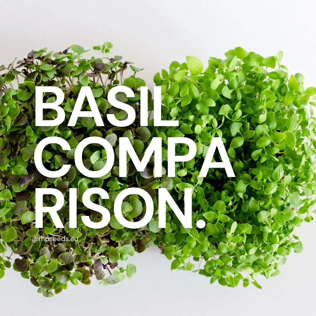 Basilikum-Microgreens: Sorten, Anbau und Verwendung