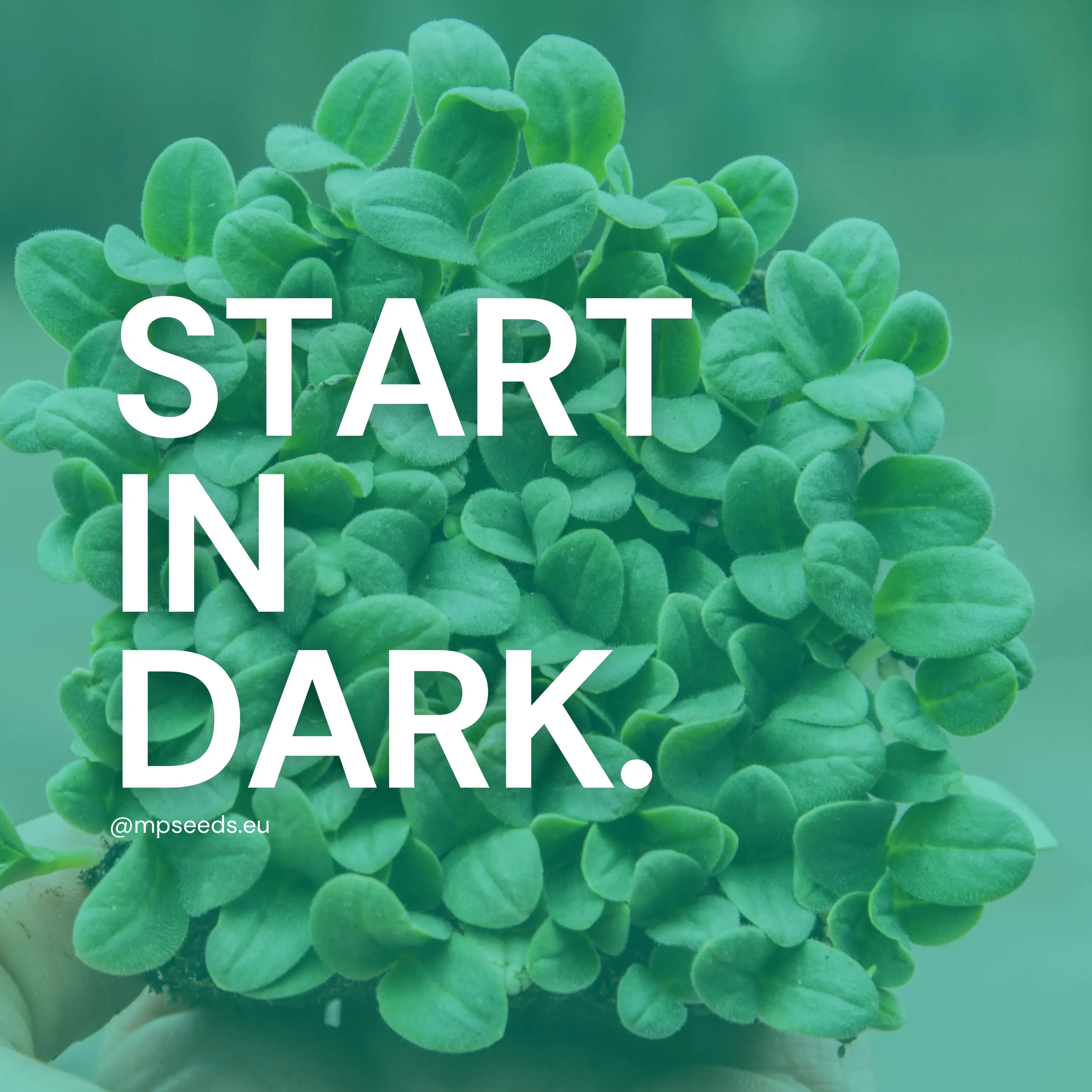 Blackout-Tage beim Anbau von Microgreens verstehen