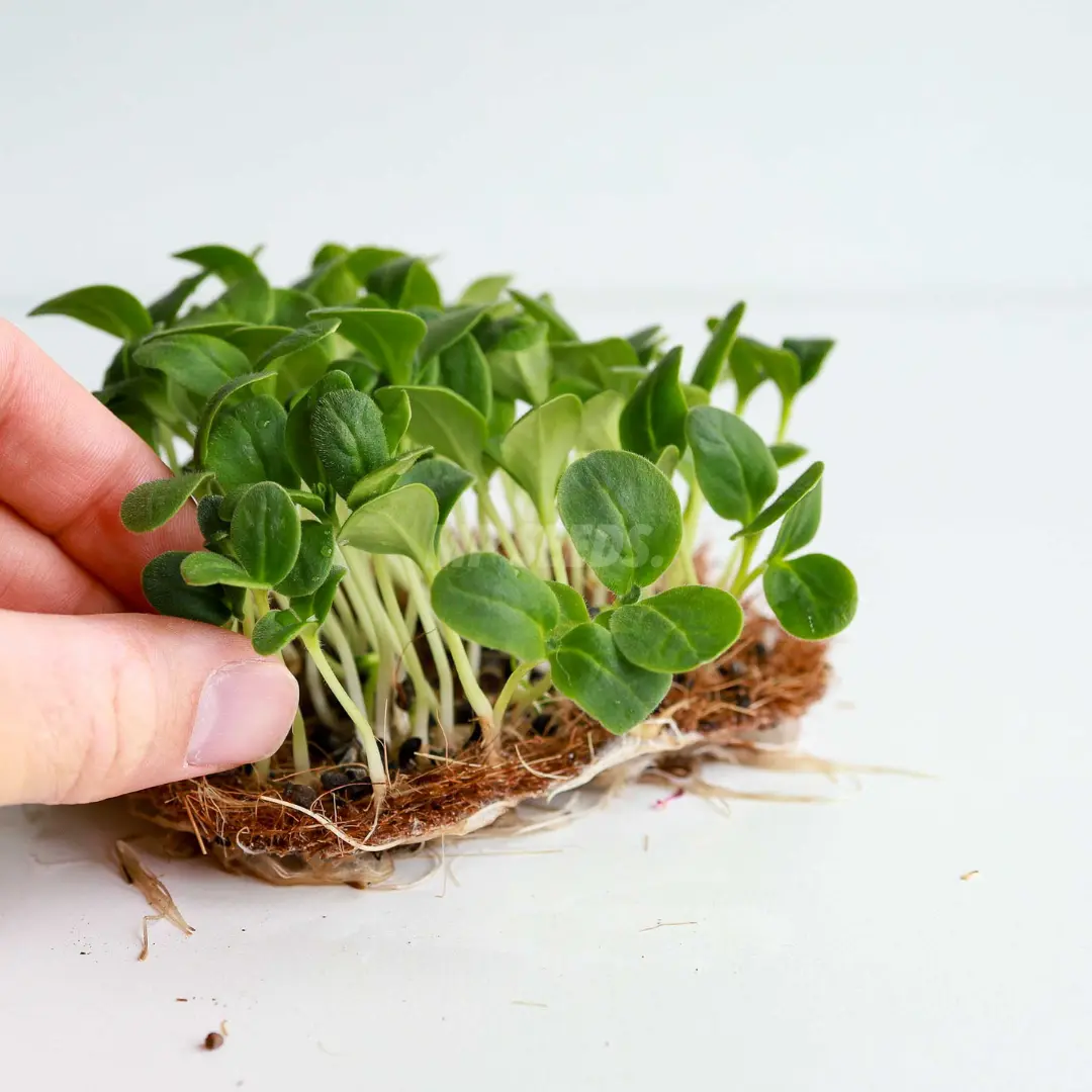 Borretsch-Microgreens