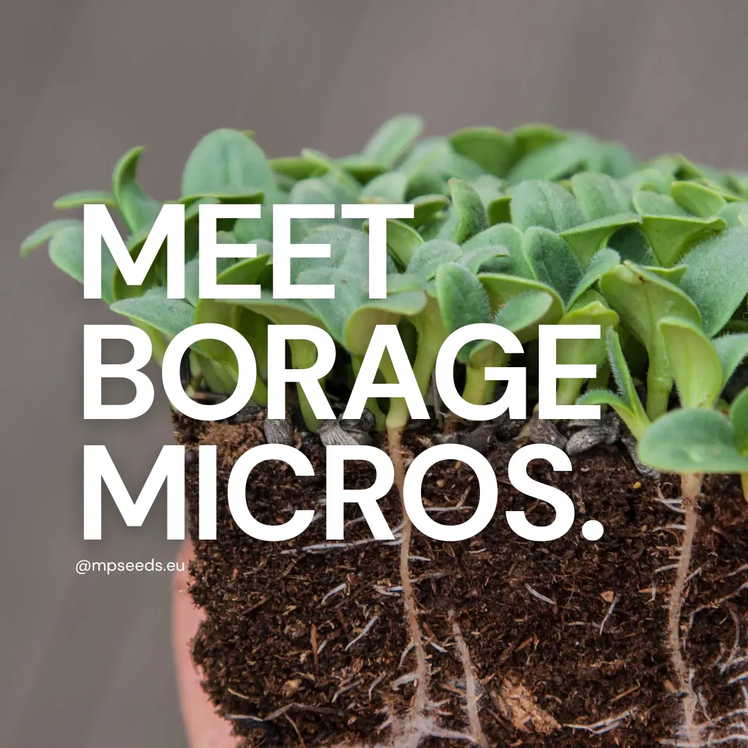 Borretsch-Microgreens