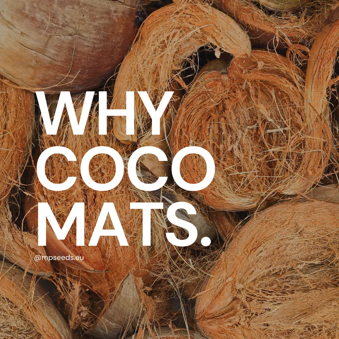 coconut substate for growing mic.webp