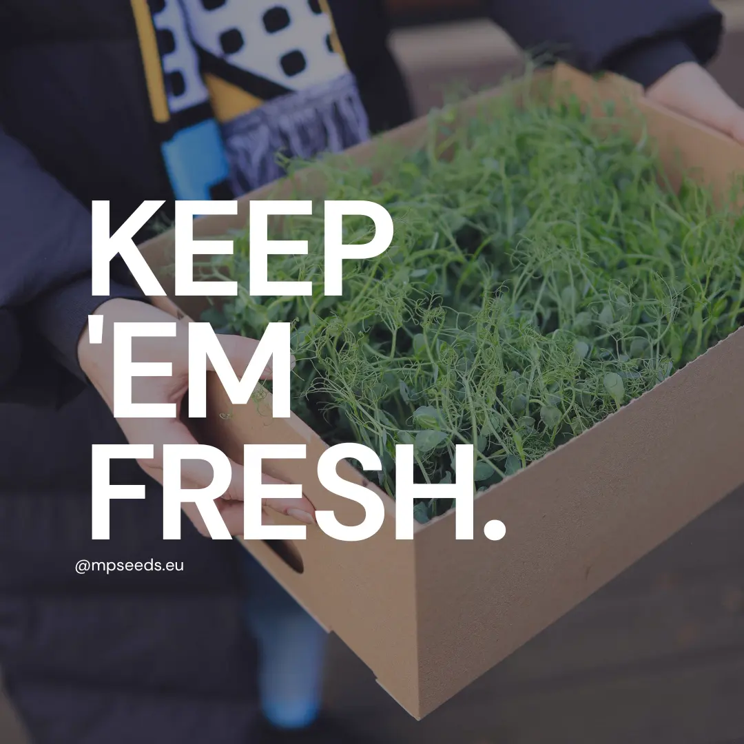 how to storage microgreens.webp