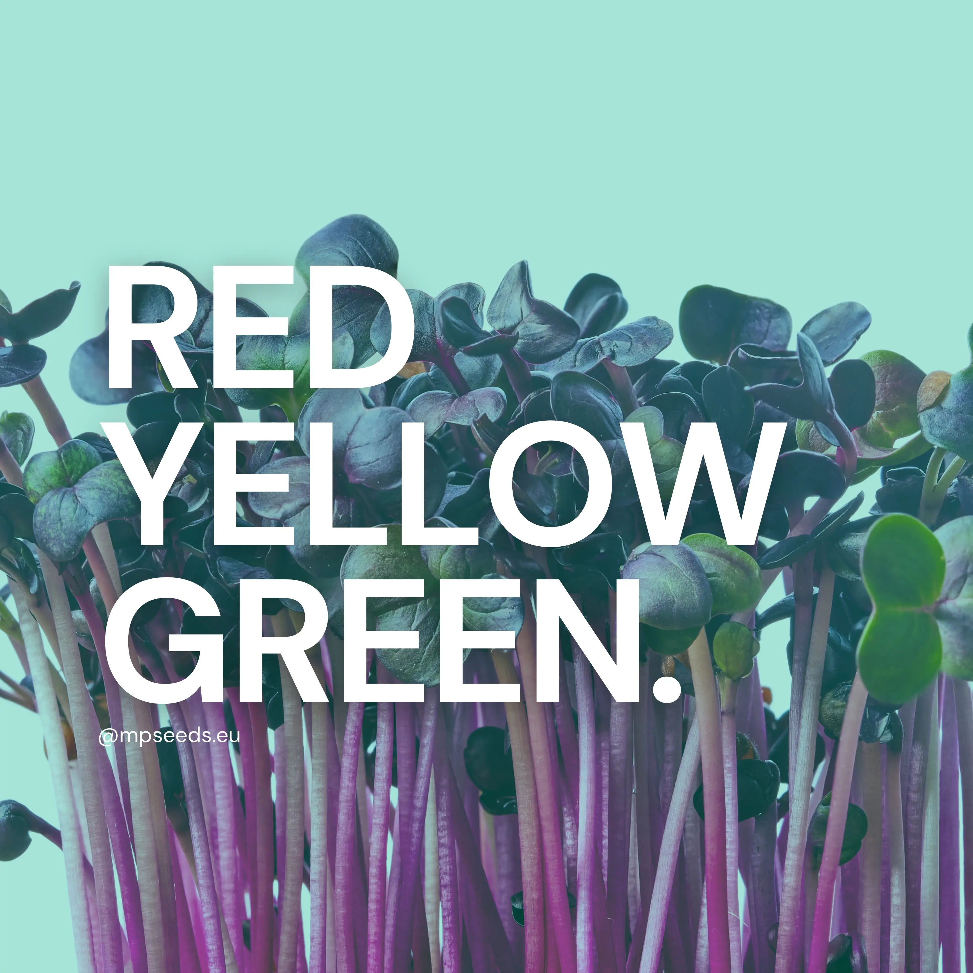 Warum haben Microgreens unterschiedliche Farben?