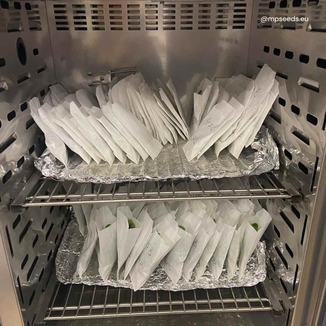 microgreens_experiment.jpg