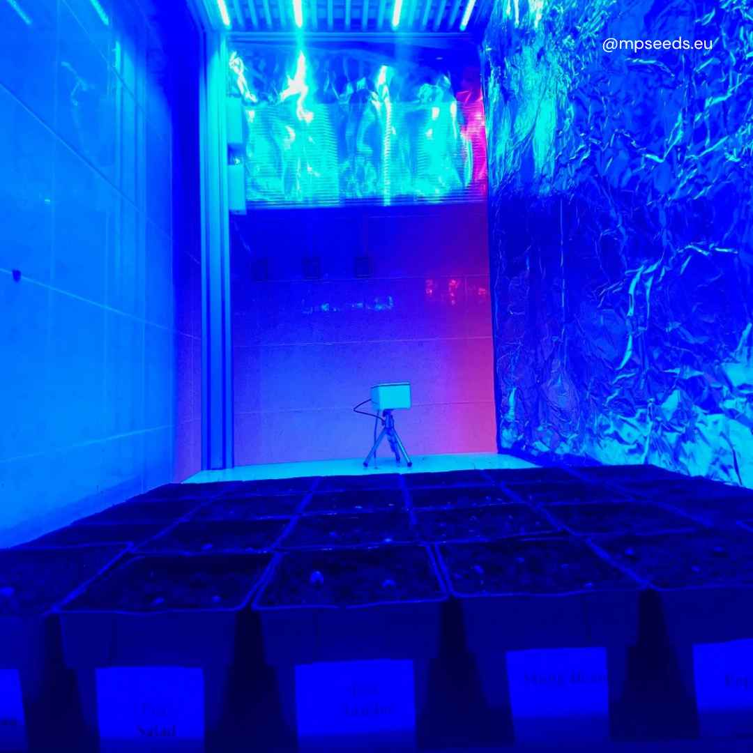 microgreens_experiment_1.jpeg